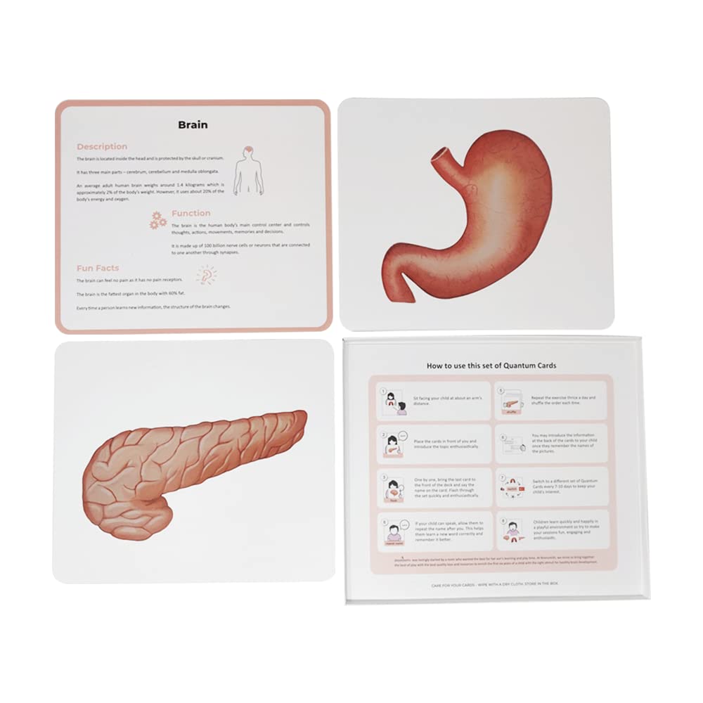 New Quantum Card Organs of the Human Body